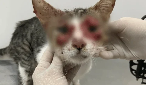 Esporotricose: Amazonas confirma 751 casos em humanos e mais de mil em animais