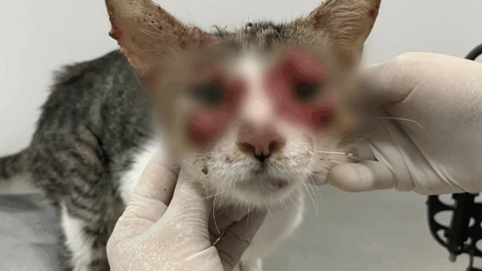 Esporotricose: Amazonas confirma 751 casos em humanos e mais de mil em animais