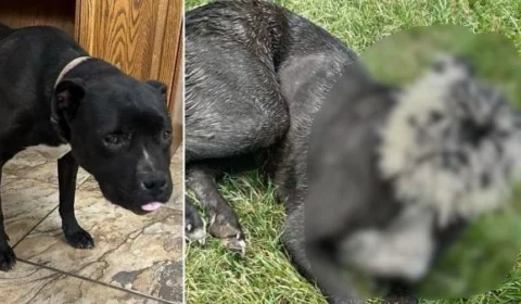 Cachorro fica sem olho esquerdo após tentar comer porco-espinho