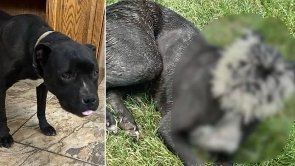 Cachorro fica sem olho esquerdo após tentar comer porco-espinho