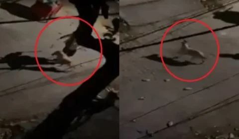 Homem é detido após ser flagrado chicoteando cachorro