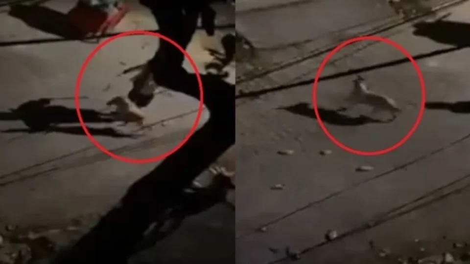 Homem é detido após ser flagrado chicoteando cachorro