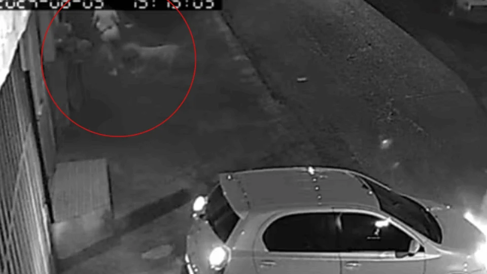 VEJA VÍDEO: mãe e filha ficam gravemente feridas após serem atacadas por cachorros