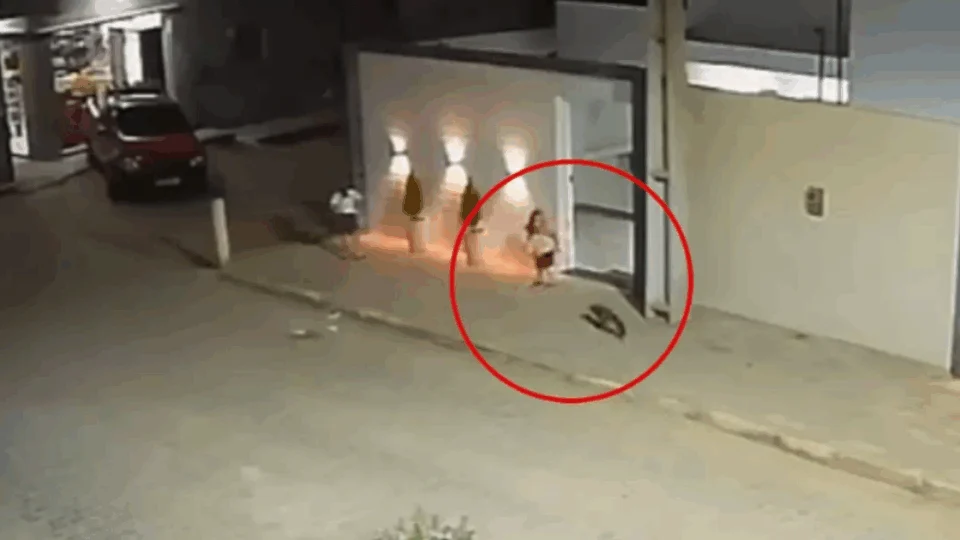 VEJA VÍDEO: criança de 3 anos fica ferida após ser atacada por raposa enquanto brincava