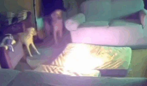 VEJA VÍDEO: cachorro morde carregador portátil de celular e põe fogo em casa