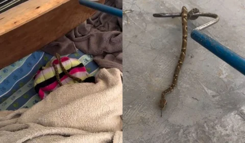 VÍDEO: cobra extremamente venenosa é flagrada em cama de cachorro