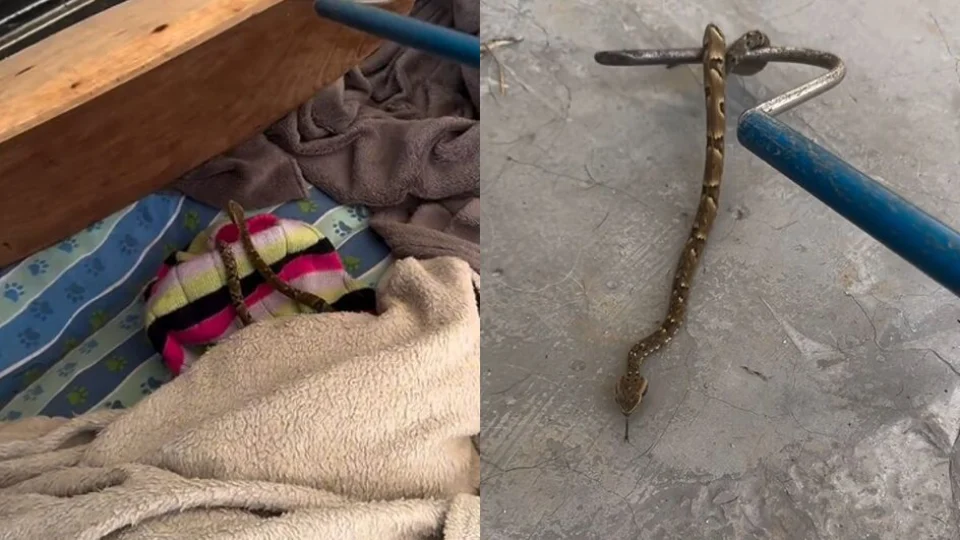 VÍDEO: cobra extremamente venenosa é flagrada em cama de cachorro
