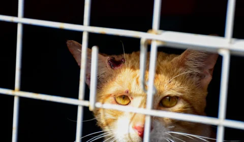 De janeiro até julho, mais de 500 animais morreram de esporotricose em Manaus