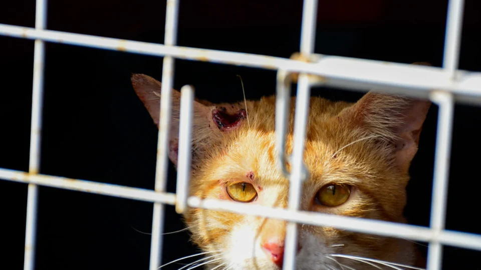 De janeiro até julho, mais de 500 animais morreram de esporotricose em Manaus