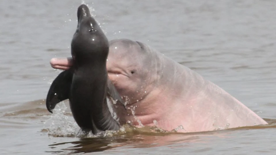 Operações de resgate tentam salvar a vida de golfinhos amazônicos