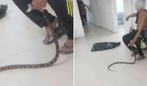 VEJA VÍDEO: picado por jararaca, homem leva animal para UPA