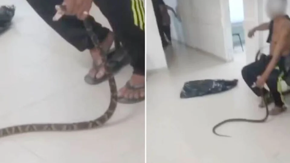 VEJA VÍDEO: picado por jararaca, homem leva animal para UPA