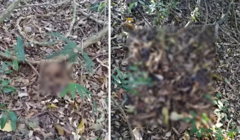 Ossada de idosa é encontrada em área de mata 1 ano após desaparecimento