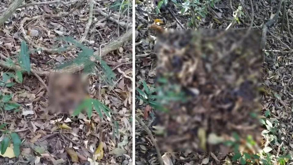 Ossada de idosa é encontrada em área de mata 1 ano após desaparecimento