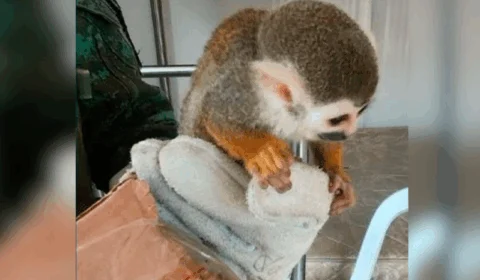 Homem é preso ao transportar macaco de forma ilegal na AM-010