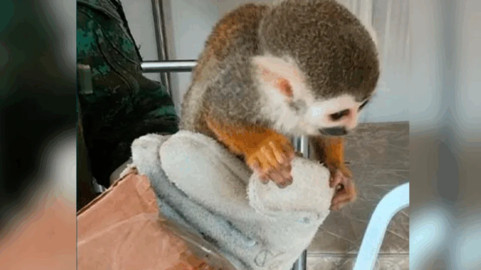 Homem é preso ao transportar macaco de forma ilegal na AM-010