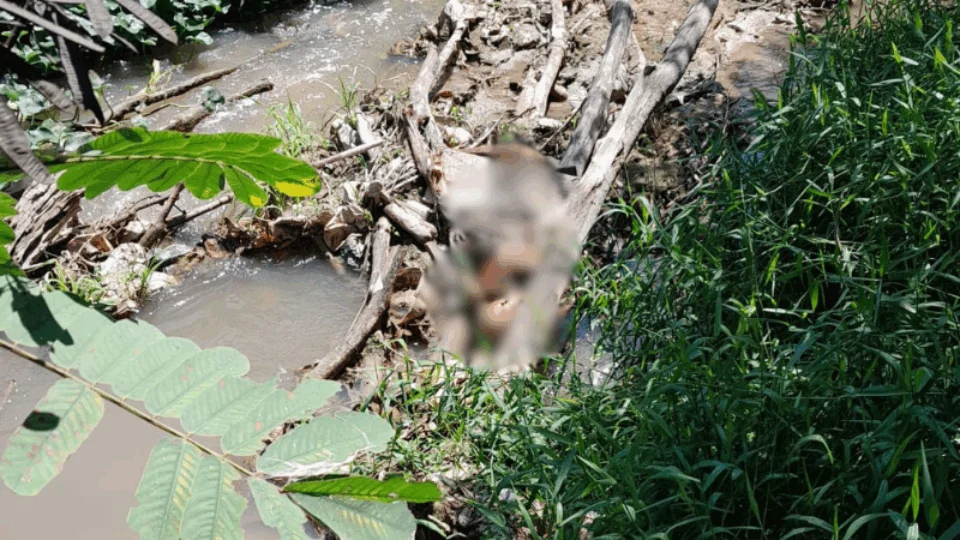 Ossada humana é encontrada presa em galhos dentro de igarapé na zona Leste de Manaus