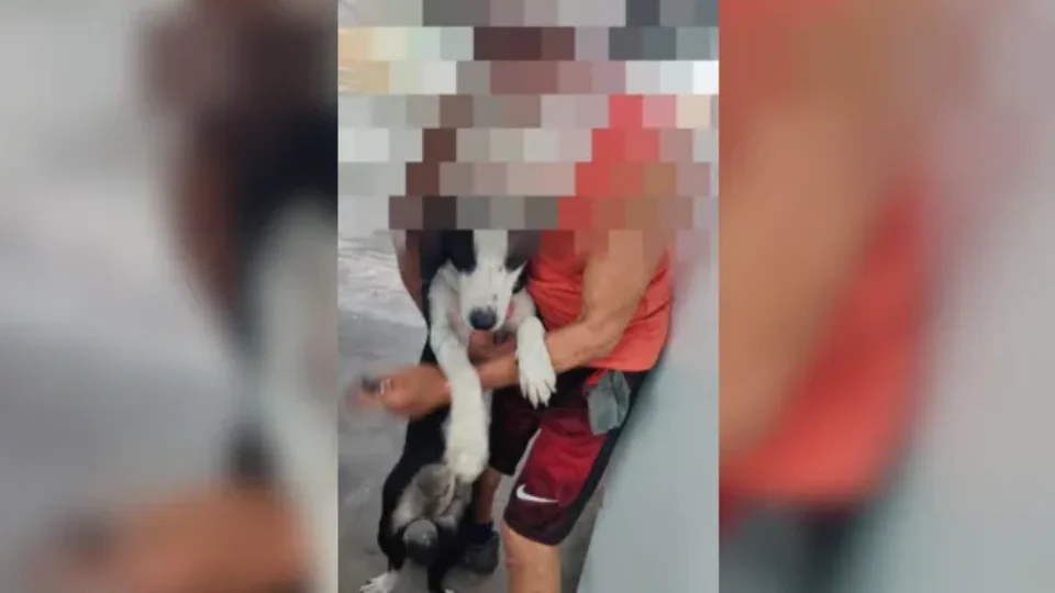 Idoso de 75 anos é preso após estuprar suas cadelas