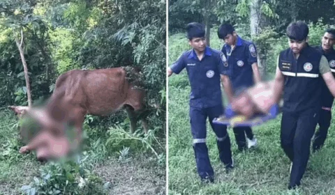 Homem nu é atacado por vaca após tentar abusar do animal em floresta; entenda