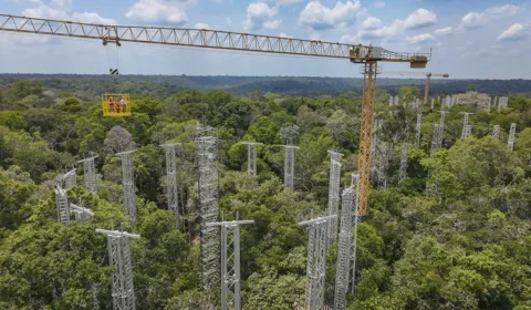 Delegados do G20 conhecem experimento que avaliará como a Floresta Amazônica vai reagir à mudança do clima