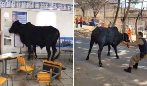 VEJA VÍDEO: boi invade creche e deixa professora e aluno feridos