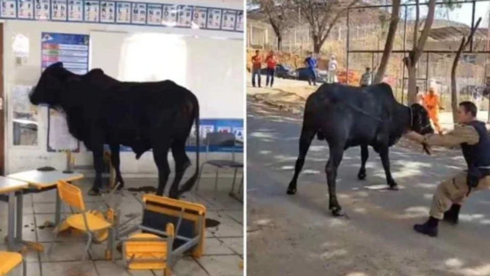 VEJA VÍDEO: boi invade creche e deixa professora e aluno feridos