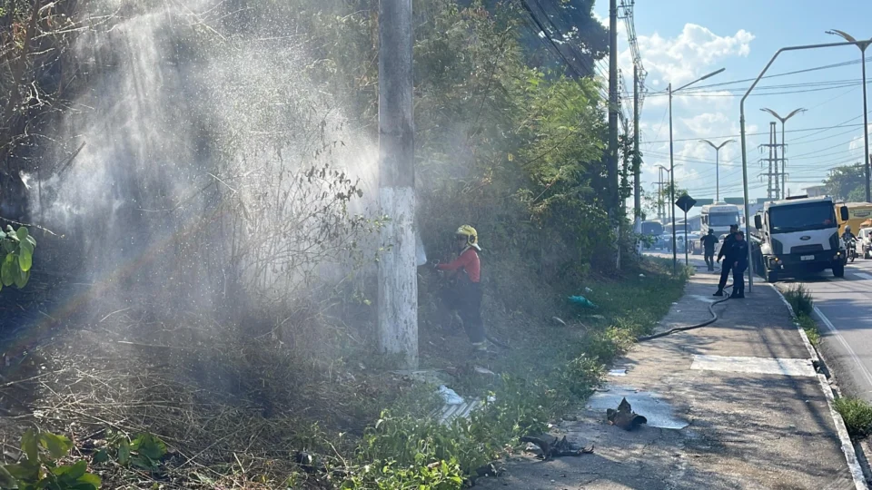 Vídeo: incêndio atinge área de mata no INPA em Manaus