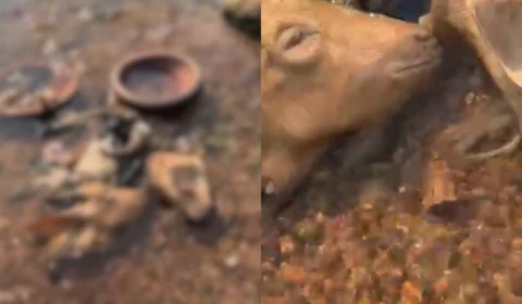 Vídeo revela ritual com sacrifício de animais em Manacapuru