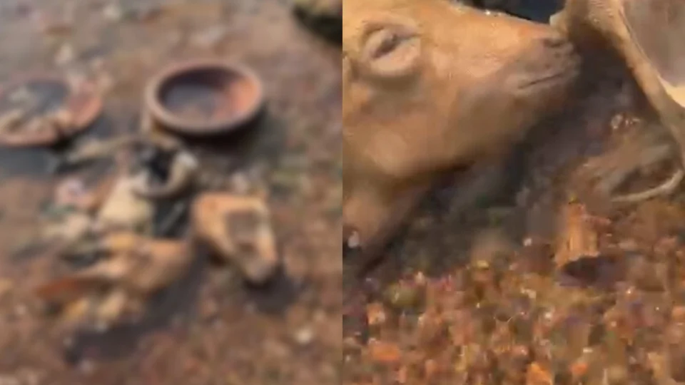 Vídeo revela ritual com sacrifício de animais em Manacapuru