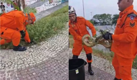 Vídeo: sucuri é capturada na orla da Ponta Negra em Manaus