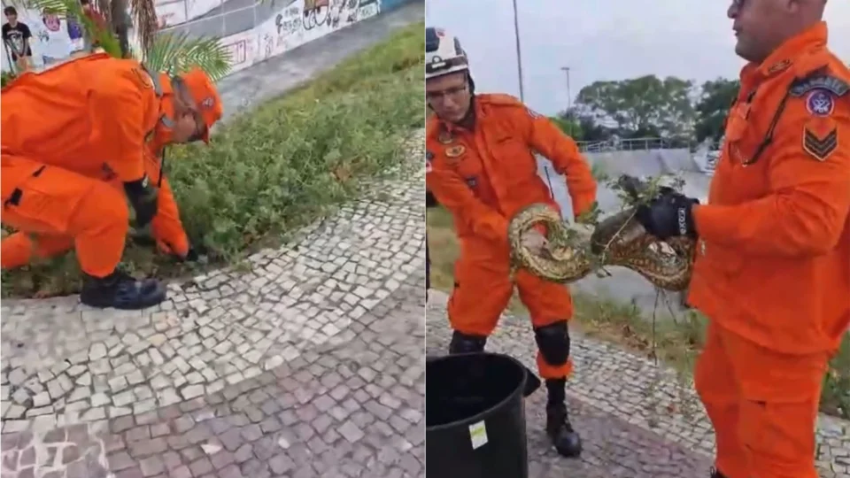 Vídeo: sucuri é capturada na orla da Ponta Negra em Manaus