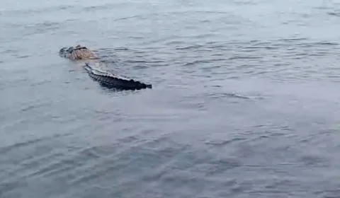 Vídeo: jacaré é flagrado de ‘bubuia’ no Rio Negro, na Ponta Negra