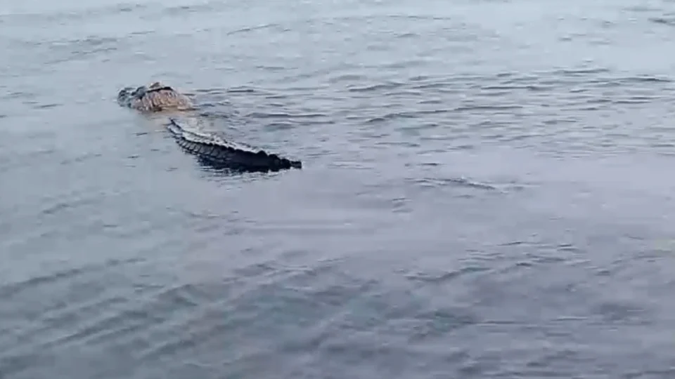 Vídeo: jacaré é flagrado de ‘bubuia’ no Rio Negro, na Ponta Negra