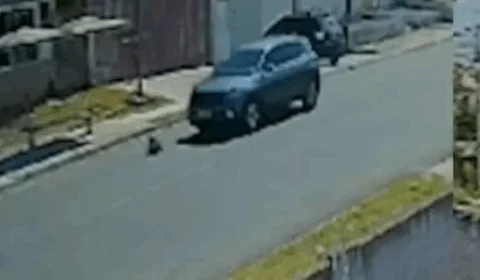 VEJA VÍDEO: motorista em carro atropela, mata cachorra e foge do local