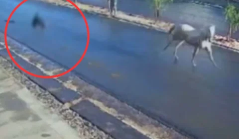 VEJA VÍDEO: adolescente fica ferida após ser arrastada por cavalo