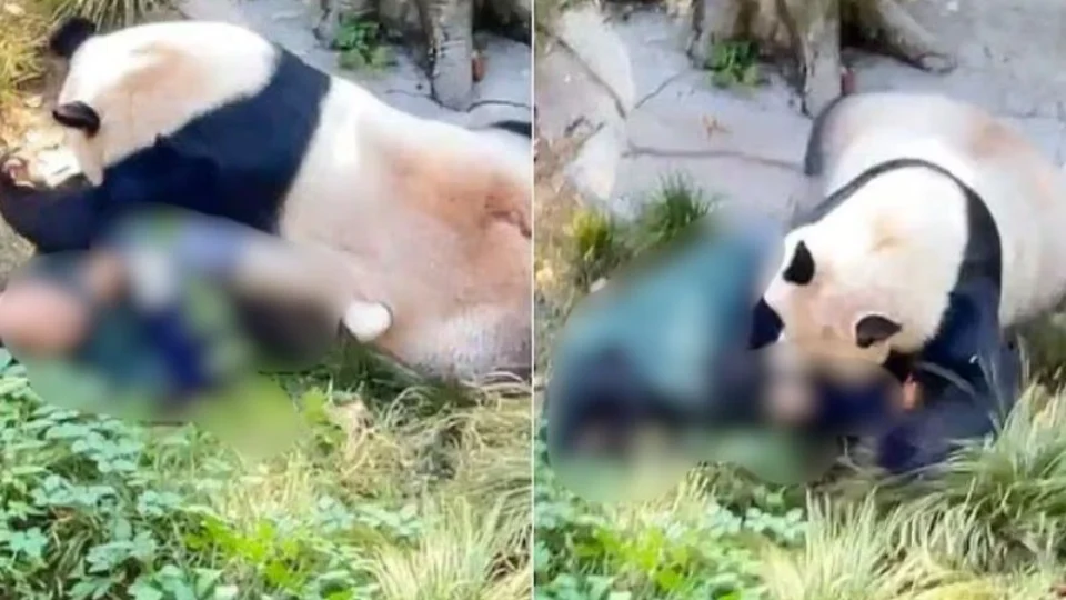 Panda imobiliza e morde tratadora de zoológico após impedi-la de sair de jaula