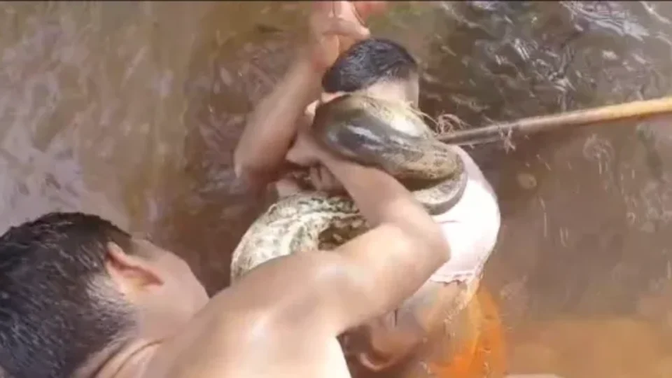 VEJA VÍDEO: para escapar de ataque em rio, homem morde sucuri no Pará