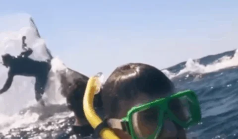 VEJA VÍDEO: baleia joga mergulhador pelos ares durante passeio turístico