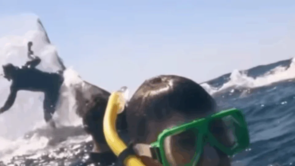 VEJA VÍDEO: baleia joga mergulhador pelos ares durante passeio turístico