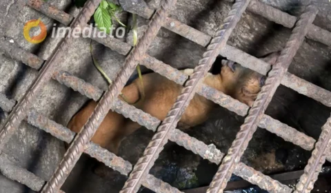 Moradores do Novo Aleixo resgatam cadela de dentro do bueiro após ausência de resposta do Corpo de Bombeiros