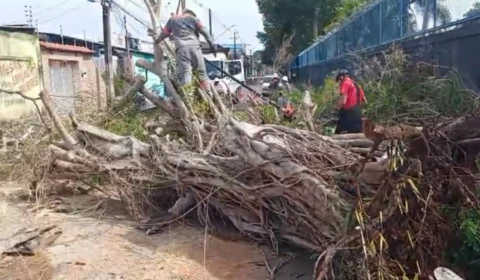 Vídeo: temporal causa queda de árvores e falta de energia em Manaus
