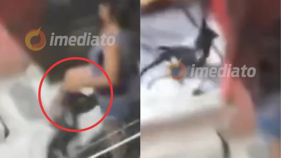 Vídeo: cachorra é carregada pela orelha e arremessada por mulher no Rio de Janeiro