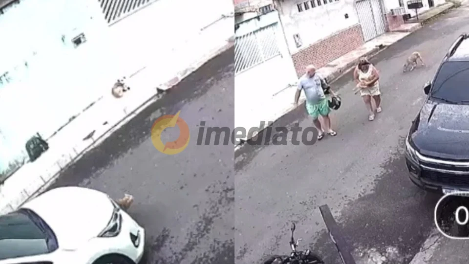 Vídeo: gato morre atropelado e motorista foge sem prestar socorro, no Cidade Nova