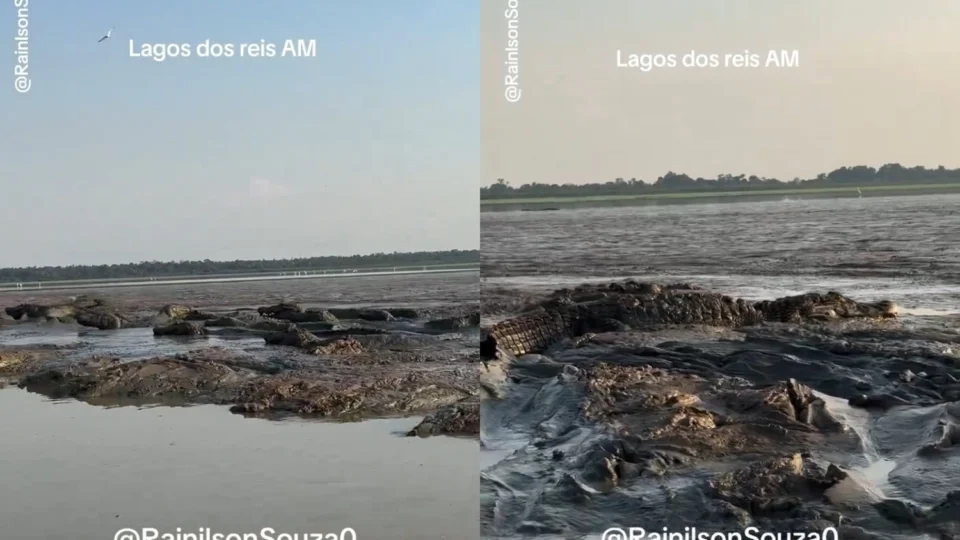 Vídeo: ninho de Jacarés no Lago dos Reis, no Careiro da Várzea, viraliza nas redes sociais