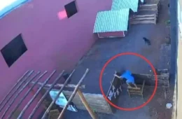VEJA VÍDEO: criança de 9 anos invade clínica veterinária, pula o muro e mata 23 animais