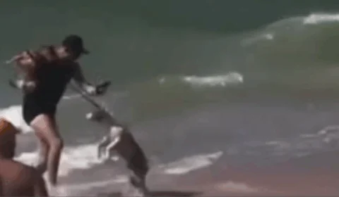 VEJA VÍDEO: homem se joga ao mar e enfrenta pit bull para impedir ataque