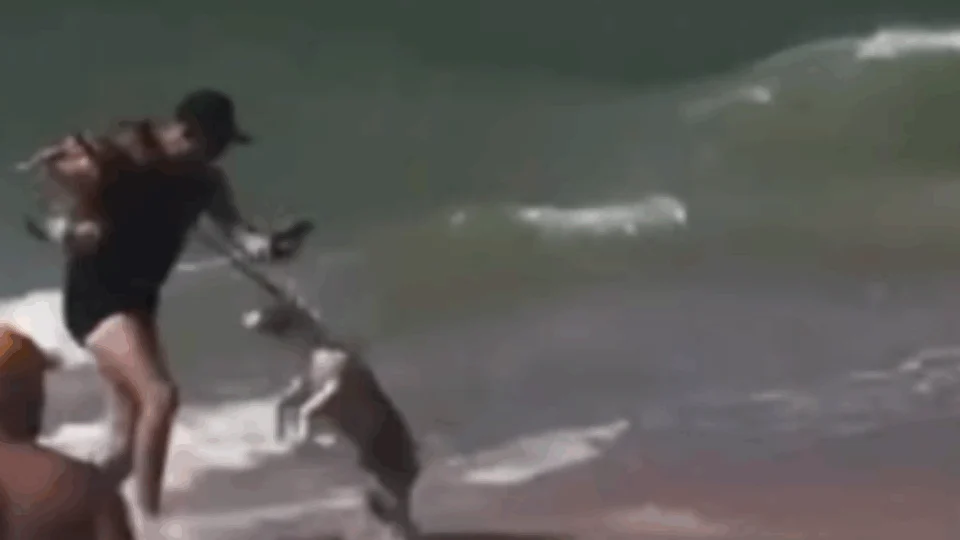 VEJA VÍDEO: homem se joga ao mar e enfrenta pit bull para impedir ataque