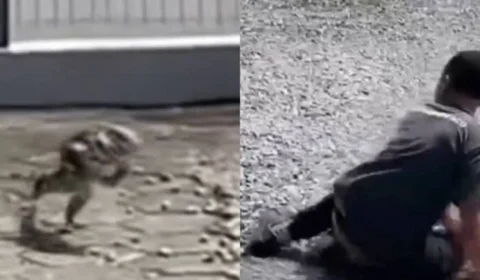 VEJA VÍDEO: lagarto corre atrás de homem após ser atingido com pedradas