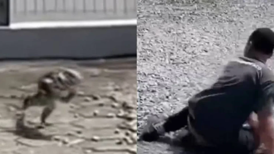 VEJA VÍDEO: lagarto corre atrás de homem após ser atingido com pedradas