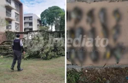 Ufam suspende aulas presenciais após chuva derrubar árvores e matar pássaros